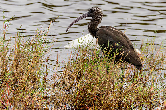 Glossy Ibis