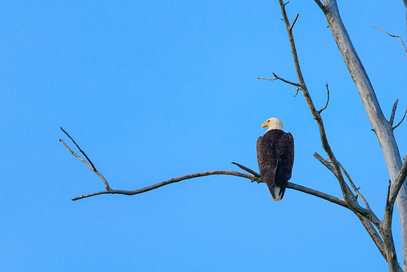 Bald Eagle