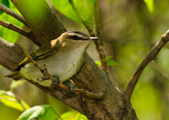 Red-eyed Vireo; Magee Marsh, Lake Erie OH
