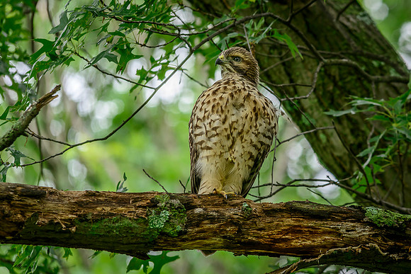 Juvenile Red-shouldered Hawk