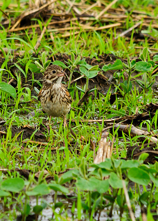 Vesper Sparrow; Shelby County Ohio
