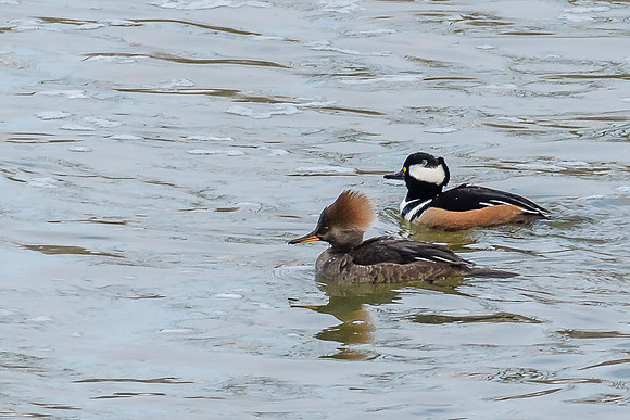 Hood Merganser