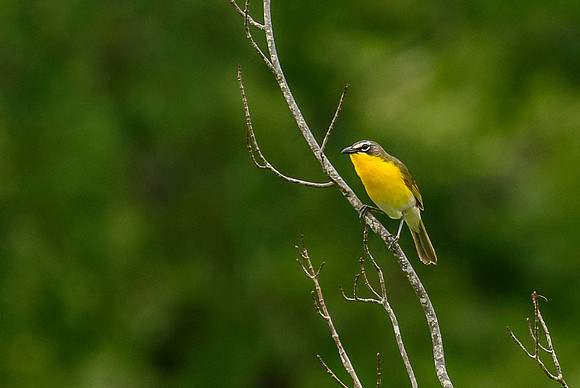 Yellow-breasted Chat