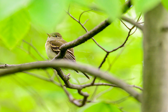 Acadian Flycatcher