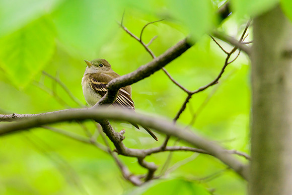 Acadian Flycatcher