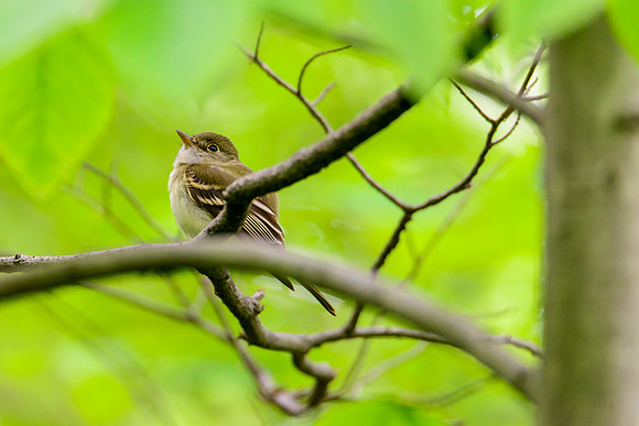 Acadian Flycatcher