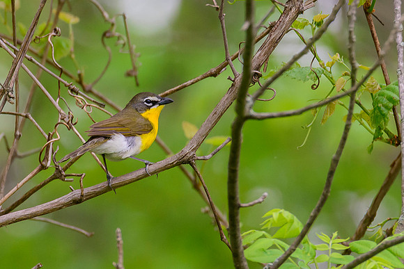 Yellow-breasted Chat
