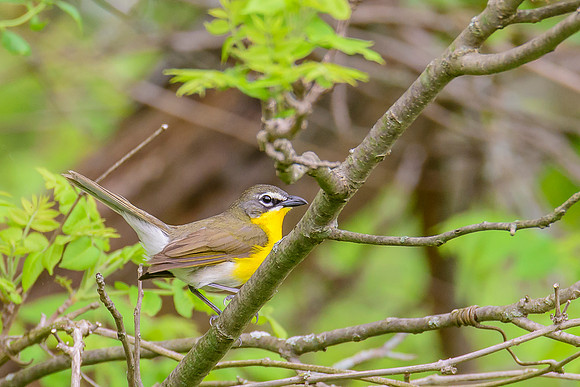Yellow-breasted Chat