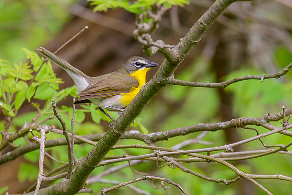 Yellow-breasted Chat