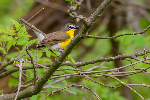 Yellow-breasted Chat