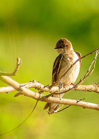 Rough-winged Swallow