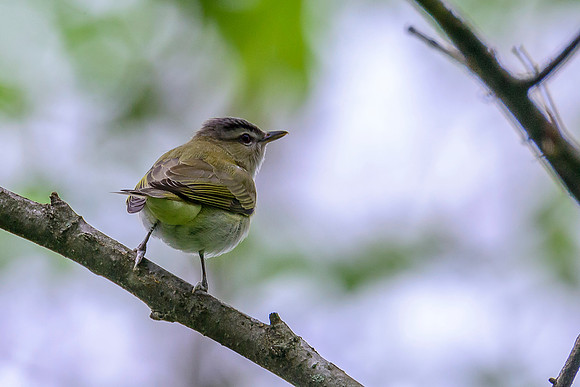 Red-eyed Vireo