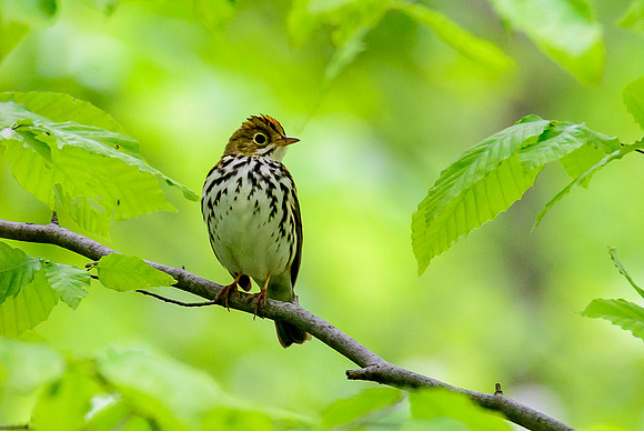 Ovenbird