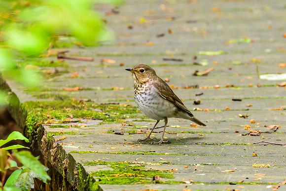 Swainson's Thrush