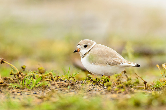 Piping Plover
