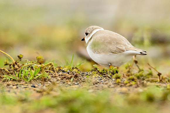 Piping Plover