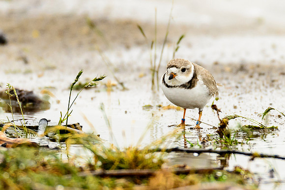 Piping Plover