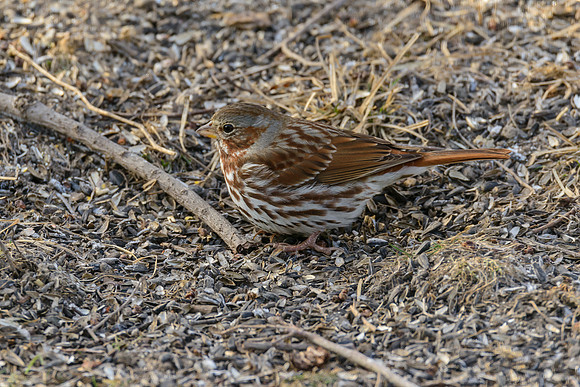 Fox Sparrow
