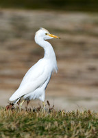 Cattle Egret