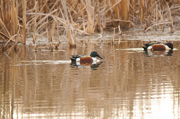 Northern Shoveler