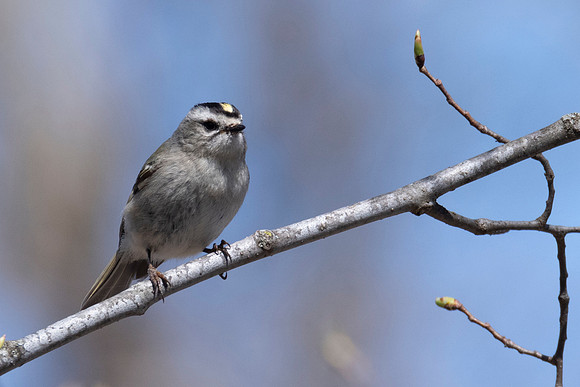 Gold-crowned Kinglet