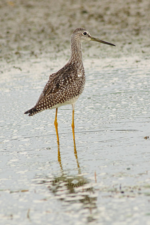 Greater Yellowlegs