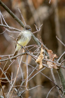 Eastern Phoebe