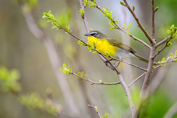 Yellow-breasted Chat
