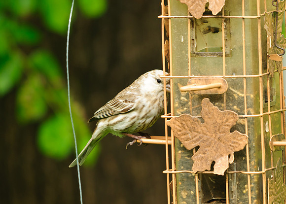 Leucistic House Finch ; Larue, OH House Finch