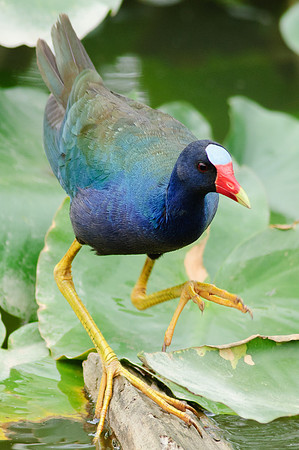 Male Purple Galanule, Cleveland Ohio Metro Park