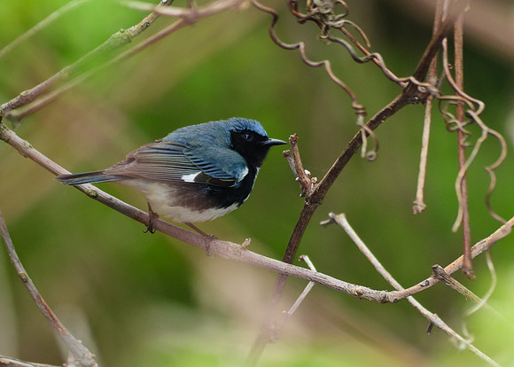 Black Throated Blue Warbler; Magee Marsh, Lake Erie Ohio