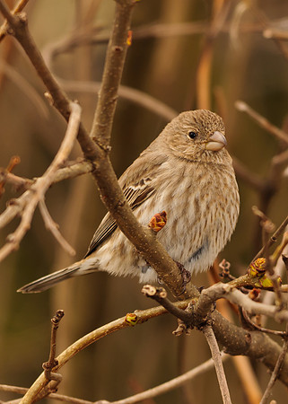 Female House Finch; Killdeer Plains Wildlife Area, Harpster Ohio House Finch