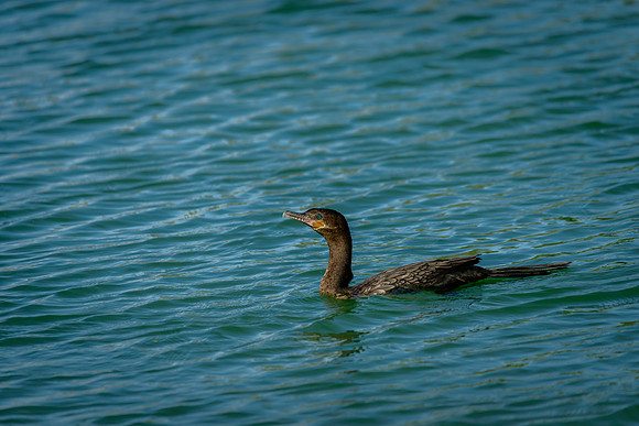 Neotropic Cormorant