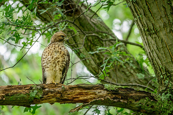 Juvenile Red-shouldered Hawk