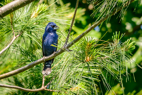 Blue Grosbeak; Batelle Darby Metro Park, Columbus Ohio