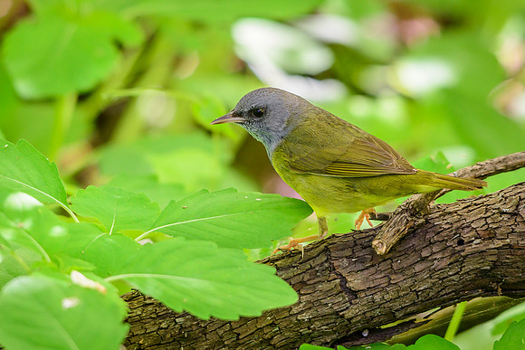 Mourning Warbler; Magee Marsh, Lake Erie OH