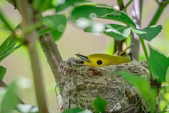 Female Yellow Warbler; Magee Marsh, Lake Erie Ohio