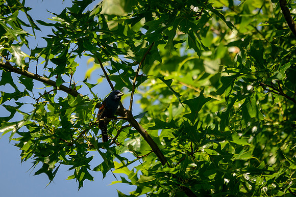 Blue Grosbeak; Batelle Darby Metro Park, Columbus Ohio