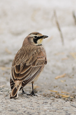 Horned Lark
