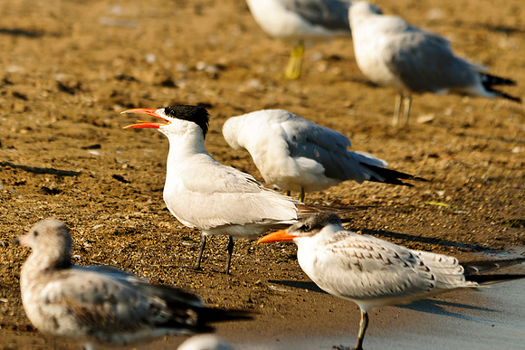 Caspian Terns Adult and Juvi; Indian Lake Old Field Beach.