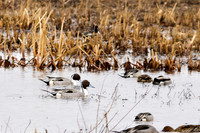 Northern Pintail