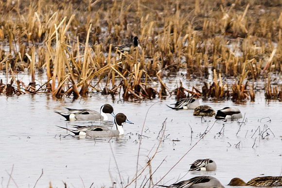 Pinitail Ducks; Big Island Wildlife Area, Marion Ohio