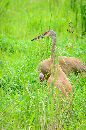 Sandhill Crane Pair