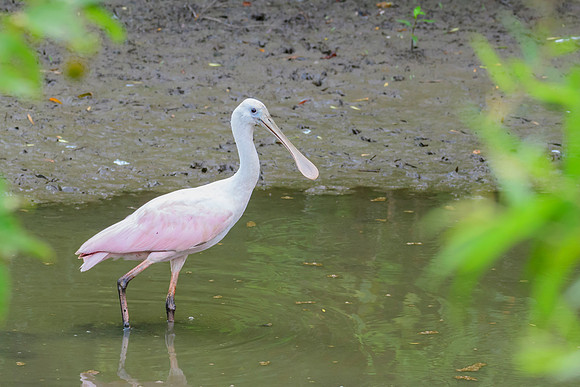 Roseate Spoonbill
