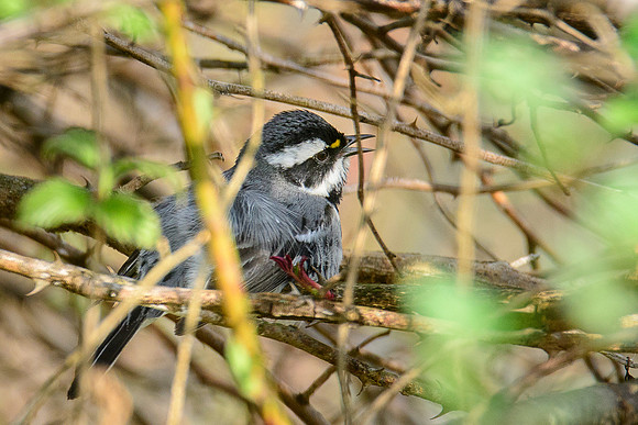 Black-throated Gray Warbler