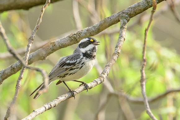 Black-throated Gray Warbler