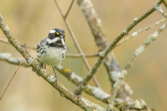 Black-throated Gray Warbler
