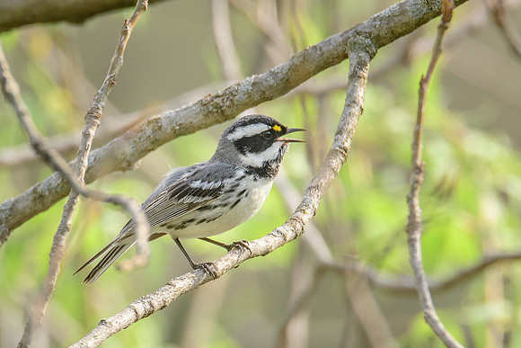 Black-throated Gray Warbler
