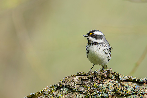 Black-throated Gray Warbler