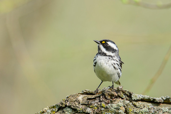 Black-throated Gray Warbler
